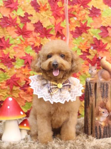 20241109チョコちゃん 